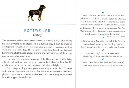 Rottweiler - CUSTOM MATTED Dog Art Print - Breed Description and History