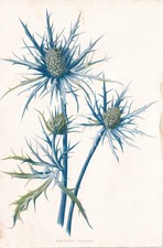 Litografía botánica antigua con impresión botánica Eryngium Amethystinum de 1897