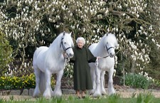 REINA ISABEL II 96 CUMPLEAÑOS CON SUS 2 PONIS IMÁN NEVERA 5" X 3,5"
