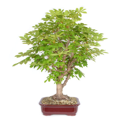 efeutute wie oft gießen Epipremnum Efeutute am Moosstab ca 160 cm große Zimmerpflanze Rankpfla –  Blumen-Senf® main image 0
