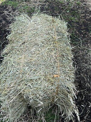 #ad 10 LBS. Orchard Grass Hay Rabbits Guinea pigs Chinchillas Goat horse $15.99