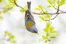 Northern Parula by Jim Cumming Wildlife Photography Giclee Print Ships Free