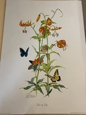 Turks cap Lily Sallie Middleton 