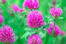 Red Clover Seed - 2 Pounds - Great from Food Plot, Cover Crop, Pasture Mix
