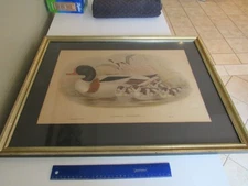 Duck Print Framed Art - Gould and Richter, Tadorna Vulpanser