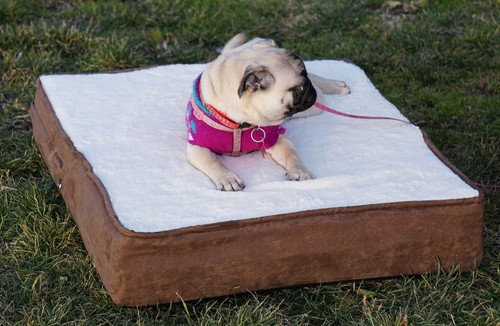 Cuccia ortopedica per cani vero pezzo unico 100% MEMORY FOAM con rivestimento in pile super morbido - Foto 2 di 13