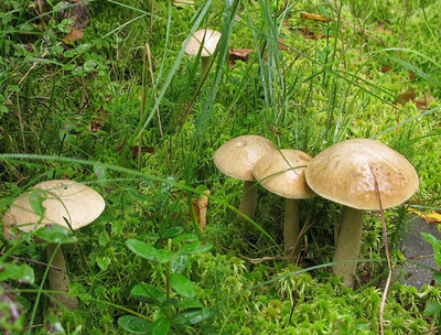Leccinum holopus White-Capped Bolete Dry Grain Mycelium Worldwide Delivery 155