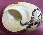 Huge  Turbo Shell Brown and Mother of pearl, perfect collectible specimen. — photo 2