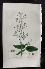 Baxter 1840 Hand Col Botanical Print. Knotted Figwort 385