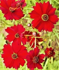 1000 DWARF RED PLAINS COREOPSIS SEEDS | 2026 SALE FREE SHIPPING NON GMO HEIRLOOM
