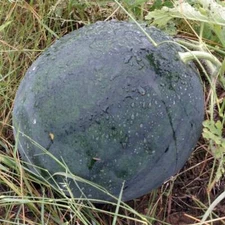 Florida Giant Watermelon Seeds, Jubilee, NON-GMO, Huge 35-50 lbs, FREE SHIP