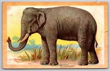 Animal~Indian Elephant In Savannah Grass Environment~Orange Border~TUCK 1910 PC