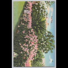Postcard Coral Vines Florida Tichnor Bros. Linen