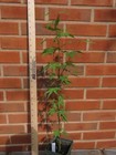 Acer Palmatum 'Arakawa' Rough Bark Japanese Maple Tree Seed Grown