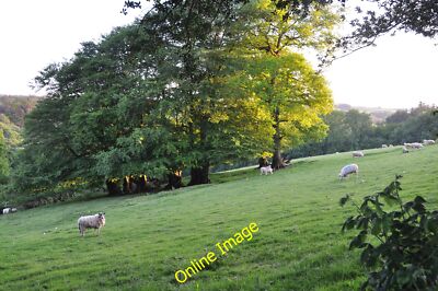 Photo 6x4 Mid Devon : Grassy Hillside & Sheep Templeton/SS8814 Sheep gra c2013