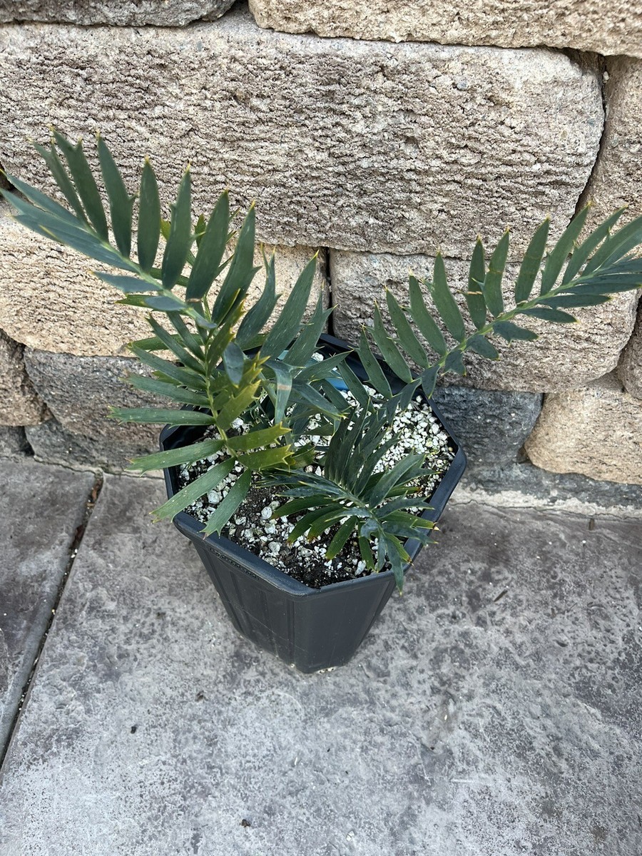 Encephalartos Horridus STEYTLERVILLE 5 Gallon Size Cycad Ice