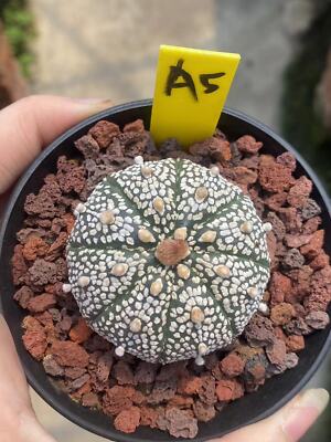 Succulent cactus plant Astrophytum asterias Garden plant WYSIWYG A5