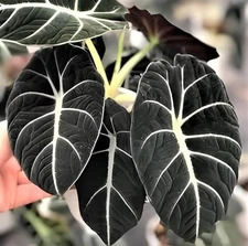 Black Velvet Alocasia Live Plant 4-7" Tall Alocasia Reginula Elephant Ear