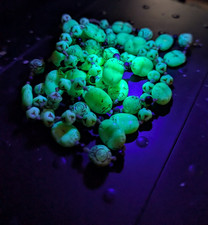 Vintage 1920s Necklace Neiger Brothers uranium glass Egyptian Scarab Beetle