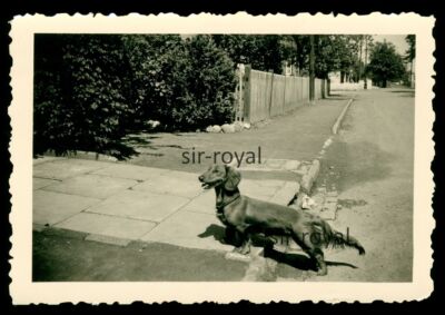 Preußisch Oldendorf 1950 - Dackel Diana - Teckel Dachshund 1950er - Foto 9x6cm