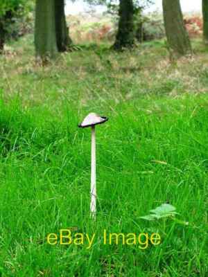 Foto 6x4 zottelige Tintenkappe Fischteich Holz bricht Coprinus Comatus; denke ich. c2006