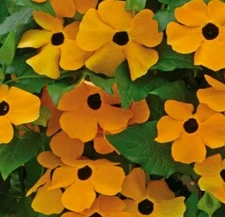 BLACK EYED SUSAN VINE SEEDS 50+ annual FLOWER orange YELLOW garden FREE SHIPPING