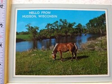 Postcard Photo of a Horse by James Pollock Hello from Hudson Wisconsin USA