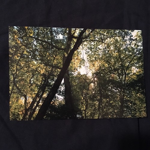4” x 6” photo, Tree Scene, Ohio - 2015 original print picture, nature photograph - Picture 3 of 3