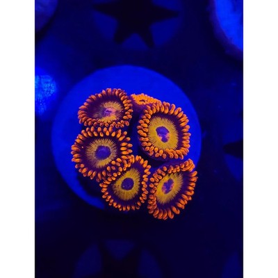 Blue Eyed Blondes Zoanthid Frag, WYSIWYG!