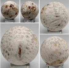 Fossil Coral Sphere 55.1mm (2.16”) – 150g Natural Polished Fossilized Coral