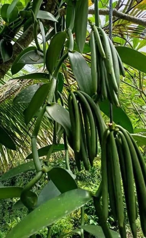 VAINILLA FRIJOLES PLANIFOLIA/BOURBON GRADO B, 14-21 cm, 100g Envío Gratis Foto 4 de 4