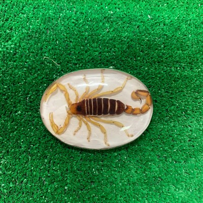 Vintage Mexico Alpaca Silver Belt Buckle w/ Genuine Scorpion