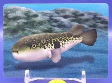 Globefish Sea Creatures Card Cards Learning Educational DAISO Japan Japanese