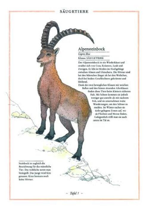Thumbnail - Steinbock, Adler, Edelweiß Die Welt Der Berge Virginie Aladjidi Buch