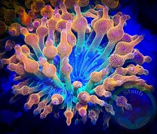 SAF~”WYSIWYG” 4+ In Rainbow Bubble Tip Anemone, Rose Tentacles, Live Coral, BTA