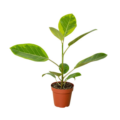 Ficus Altissima 'Yellow Gem' - Sunny Delight: Vibrant Variegated Indoor Housepla