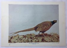 1900 book leaf print ~ RING NECKED PHEASANT