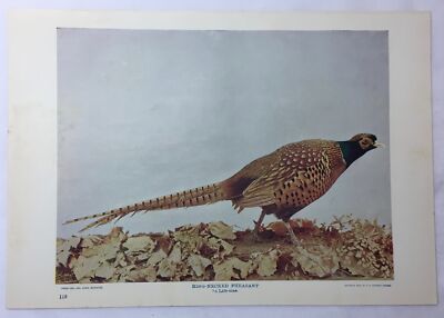 1900 book leaf print ~ RING NECKED PHEASANT