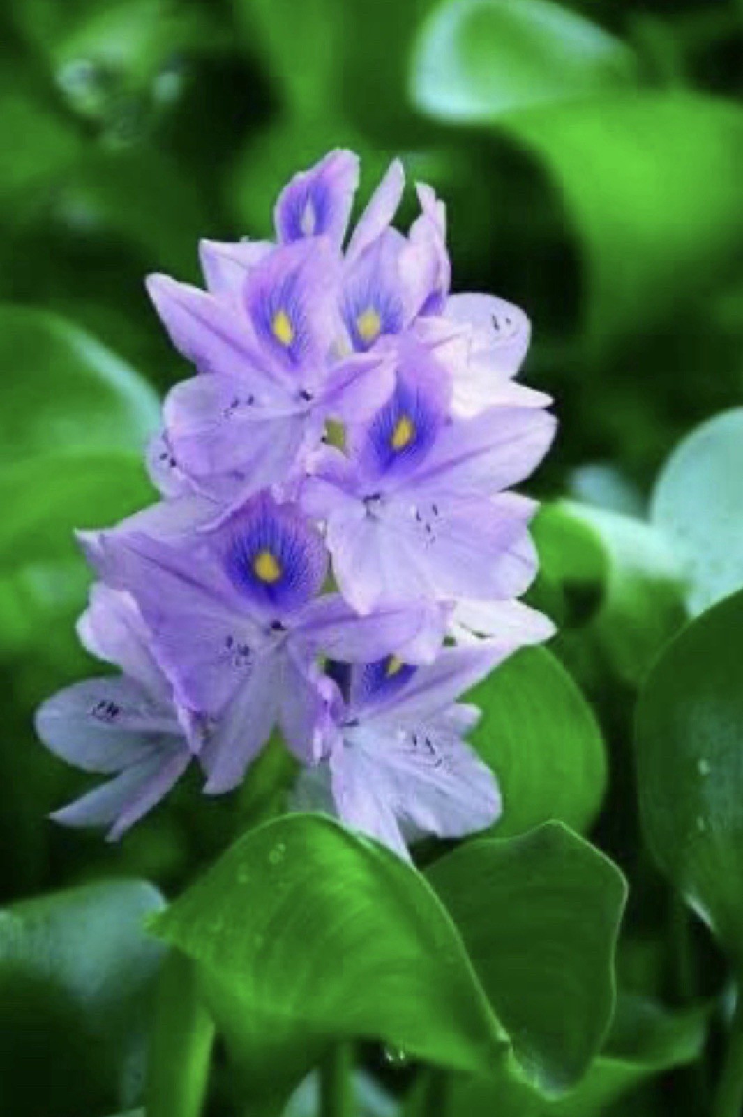 3 Live Floating Water Hyacinth Plants For Patio And Pond A1++