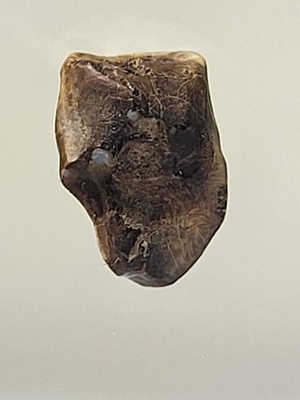 Edmontosaurus Zahn 8,5 mm. Hell Creek Formation Hadrosaurier Dinosaurier Fossil Ref404
