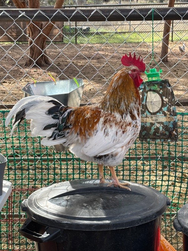12+ ALOHA CHICKEN HATCHING EGGS