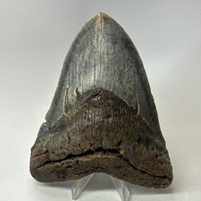 Megalodon Shark Tooth 5.52 Inch - Colorful - Authentic Fossil - Natural 20277