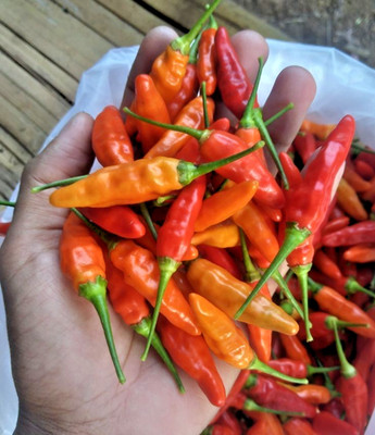 5.000+ Red Bird s Eye Chili Seedss (Capsicum frutescens) For Planting