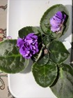 African Violet Plant ~ RM-Sofia — photo 2