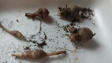 5 red organic Jerusalem Artichoke  Tubers FOR PLANTING  very small