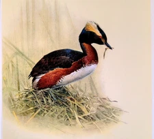 J F Lansdowne Birds HORNED GREBE Vintage Art Print Book Plate 2