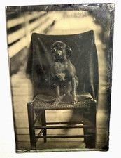 Sixth Plate Tintype Portrait of Dog Poised Outdoors on Chair