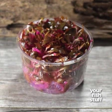 Alternanthera reineckii mini Tissue Culture Live Aquarium Plant in 2.5"x2.5" Cup