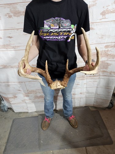 Wild 8 Point Whitetail Deer Antler Rack Horn Skull Plate Man Cave Cabin ...