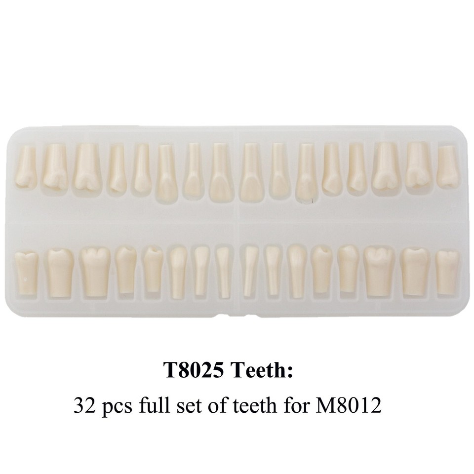 Denti A Vite Per Modello Dentale Typodont – Ricambio Per Kilgore NISSIN 200/500, M8024/25